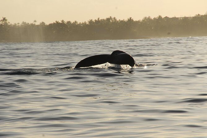Premier Waikiki Sunset Party Cruise with Live DJ and Full Bar - Who Is This Cruise Best For?