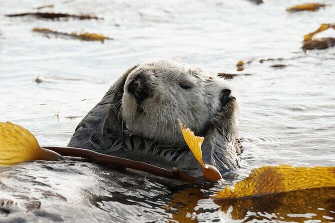 Premier Whale Watching and Wildlife Tour - Final Thoughts