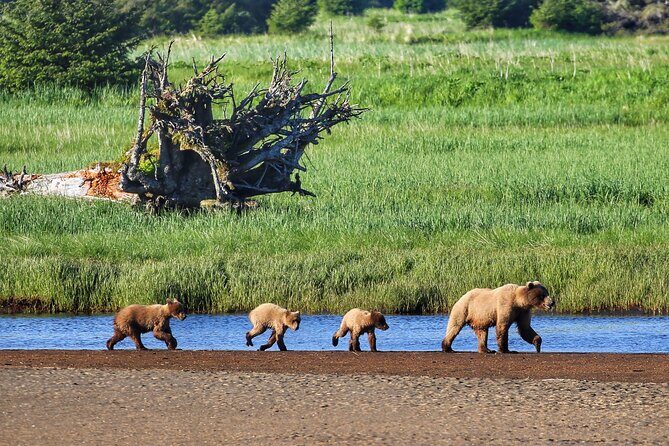 Premier Whale Watching and Wildlife Tour - FAQ