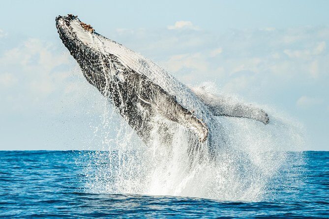Premier Whale Watching Byron Bay - An In-Depth Look at the Tour Experience