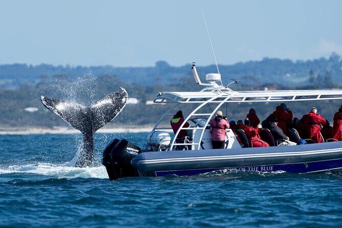 Premier Whale Watching Byron Bay - The Sum Up: Is This Tour Right for You?