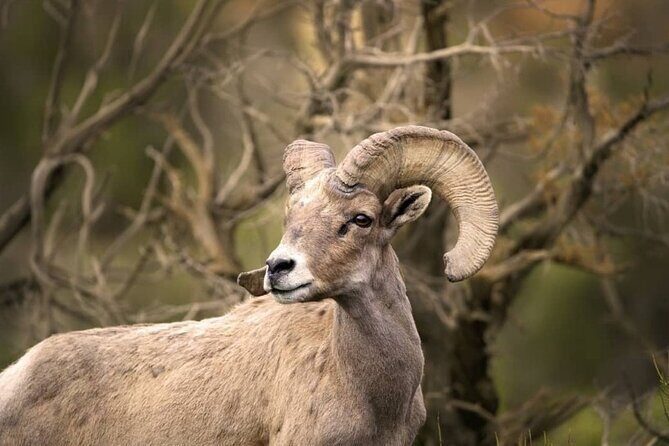 Premier Wildlife Tours in Saguaro National Park - Key Points: