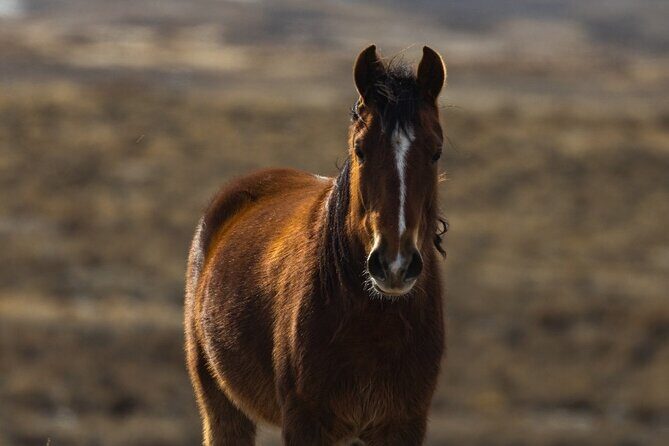 Premier Wildlife Tours in Saguaro National Park - Itinerary Breakdown: What You Can Expect