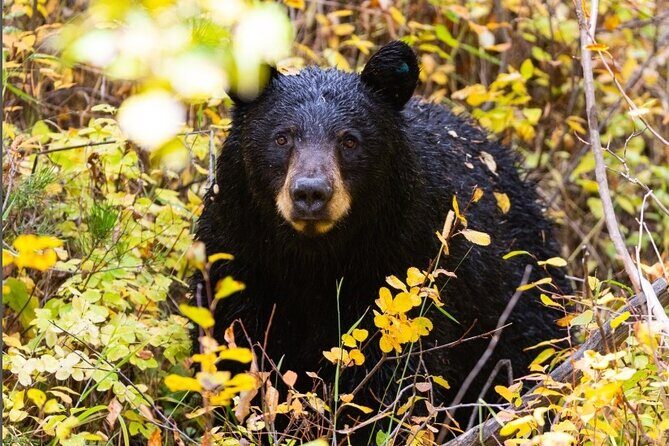 Premier Wildlife Tours in Saguaro National Park - FAQ