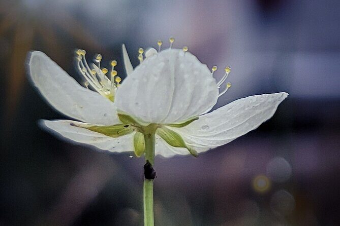 Premiere City Tour of Anchorage-Mountain views & Native Culture - Final Thoughts
