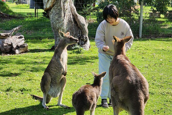 Premium Adelaide Hills Cleland Wildlife and Hahndorf Minibus Tour - Discover the Adelaide Hills with the Cleland Wildlife and Hahndorf Tour