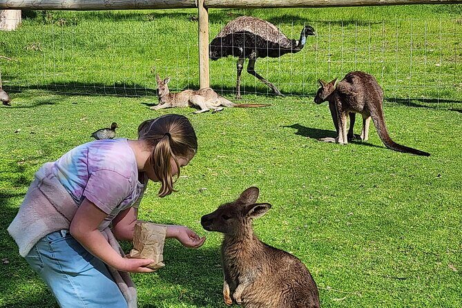 Premium Adelaide Hills Cleland Wildlife and Hahndorf Minibus Tour - Key Points