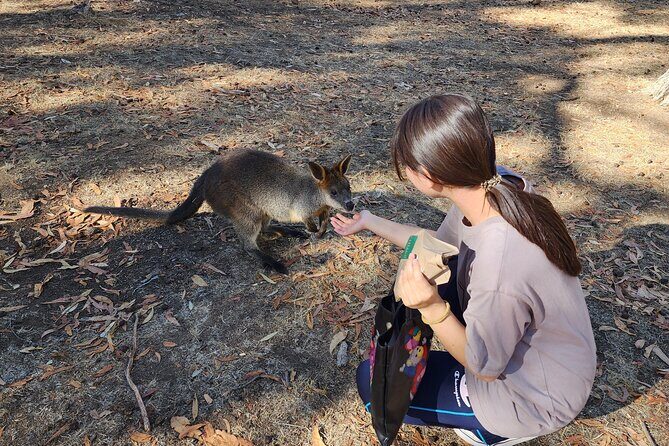 Premium Adelaide Hills Cleland Wildlife and Hahndorf Minibus Tour - FAQ