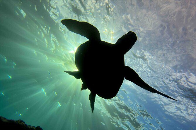 Premium Afternoon Scuba Charter for All Certified Diver Levels - The Sum Up