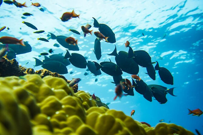 Premium All Inclusive Full Day Tour from Bali to Nusa Penida - The itinerary rhythm: land views plus multiple reef sessions