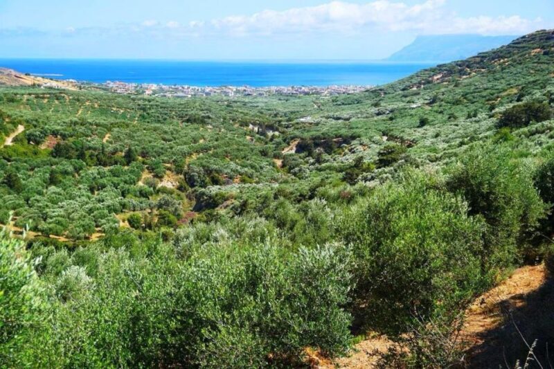 Premium Crete Olive oil tasting, Wine, Raki and Cretan food! - Final Thoughts