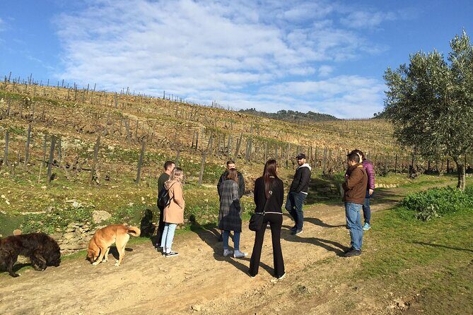 Premium Douro Valley Small-Group Tour, Wine Tasting, Lunch & Boat - The Experience and Value