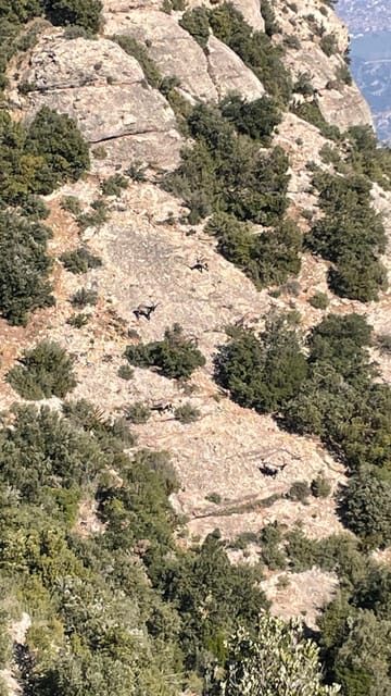 PREMIUM: EXPERIENCE IN MONTSERRAT - BARCELONA - Who Should Consider This Tour?