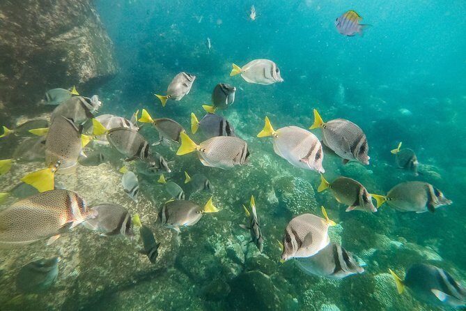 Premium Family Snorkeling Experience - FAQs