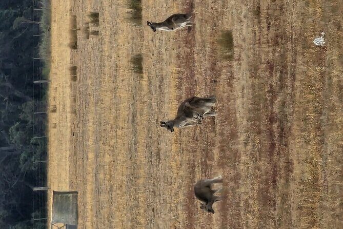 Premium Great Ocean Road Tour IN A Relaxed Way IN Premium Coach - Who Should Book This Tour?