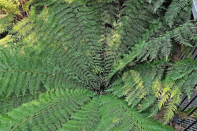 Premium Great Ocean Road Tour IN A Relaxed Way IN Premium Coach - Frequently Asked Questions (FAQs)