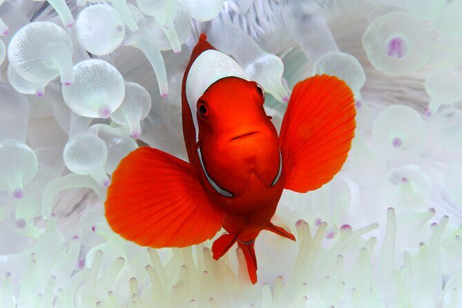 Premium Guided Dive Trip - Outer Great Barrier Reef - A Deep Dive into the Experience