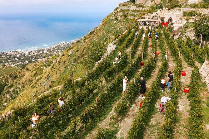 Premium Ischia Wine Tasting Experience with Transfer Included - What the Reviews Say