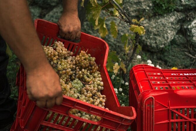 Premium Ischia Wine Tasting Experience with Transfer Included - Pricing and Value