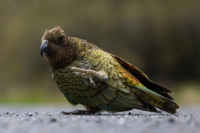 Premium Milford Sound Cruise Including Lunch - The Experience for Different Travelers