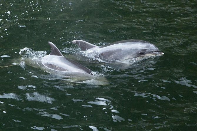 Premium Milford Sound Tour, Cruise & Lunch from Te Anau - Final Thoughts