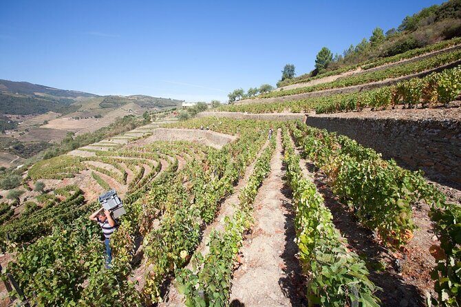 Premium Private Douro Tour: 2 Wineries with Tastings & Cruise - Itinerary Breakdown