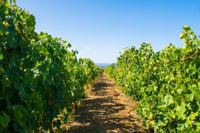 Premium Private Douro Tour: 3 Wineries with Tastings & Lunch - Practical Details and What You Should Know