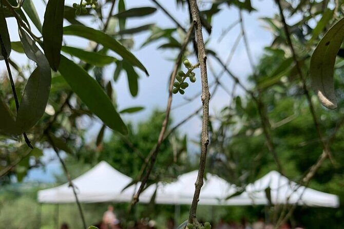 Premium Private Prosecco Hills Tour - 2 Wineries. Private tour. - Drawbacks and Things to Consider