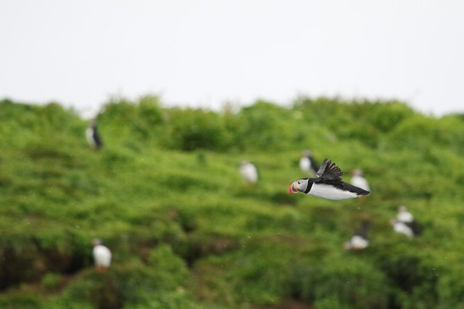 Premium Small-Group Puffin & Bird Watching tour from Reykjavík - Discovering Iceland’s Birdlife on a Small-Group Puffin & Bird Watching Tour from Reykjavík