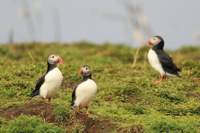 Premium Small-Group Puffin & Bird Watching tour from Reykjavík - What to Expect from the Puffin & Bird Watching Tour