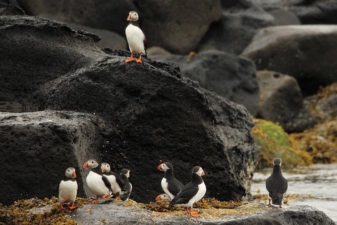 Premium Small-Group Puffin & Bird Watching tour from Reykjavík - FAQ