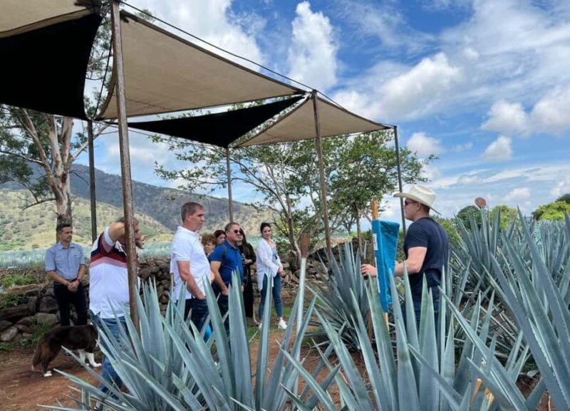 Premium Tequila Route with professional tasting - Who Should Consider This Tour?