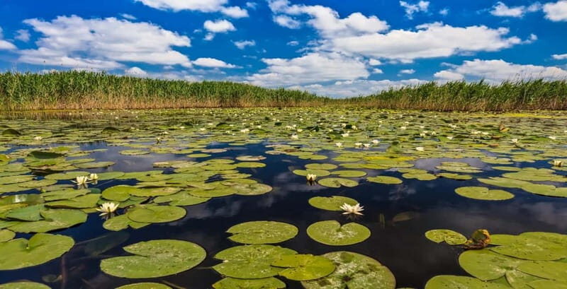 PREMIUM TOUR SMALL GROUP Bucharest: Day Trip to Danube Delta - An In-Depth Look at the Danube Delta Day Trip