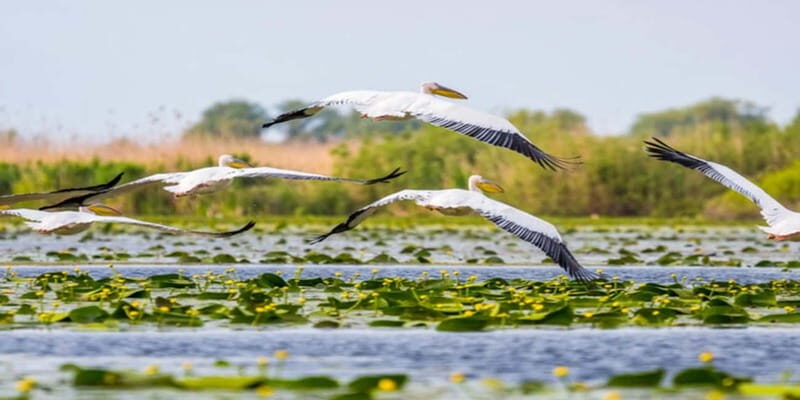 PREMIUM TOUR SMALL GROUP Bucharest: Day Trip to Danube Delta - Who Is This Tour Best Suited For?