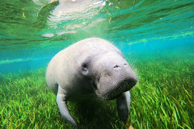 Preseason Special Snorkeling with Manatees Experience - An Honest Look at the Snorkeling with Manatees Tour in Crystal River