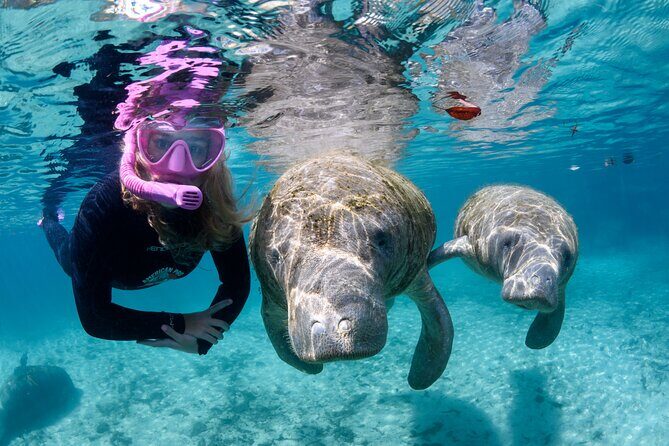 Preseason Special Snorkeling with Manatees Experience - Who Would Love This Tour?