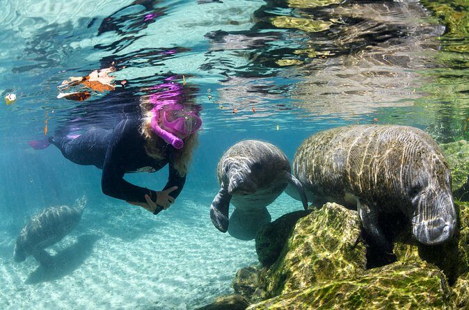 Preseason Special Snorkeling with Manatees Experience - Final thoughts