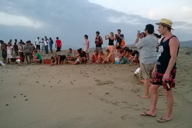 Preserving Baby Sea Turtles And Filling You With Energy In Bioluminescent Lights - Key Points