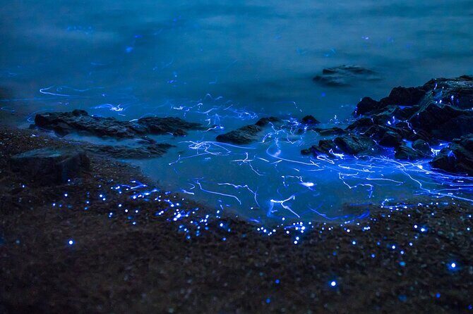 Preserving Baby Sea Turtles And Filling You With Energy In Bioluminescent Lights - The Sum Up