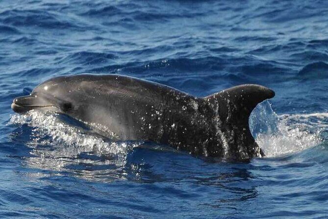 Prestigious cruiser private charter - FAQ