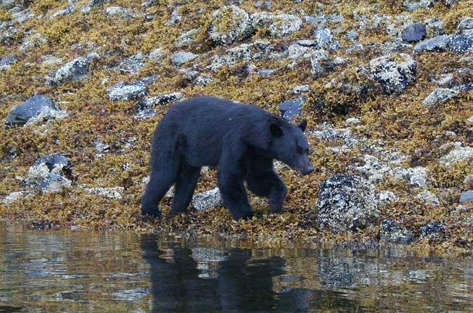 Prince of Wales Island Bear-Viewing Tour By Air From Ketchikan - FAQ