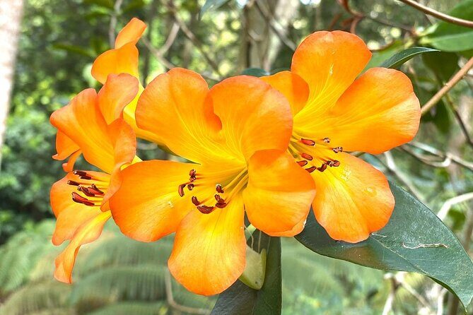 Princeville Botanical Gardens Tour and Chocolate Tasting Ticket - Final Thoughts