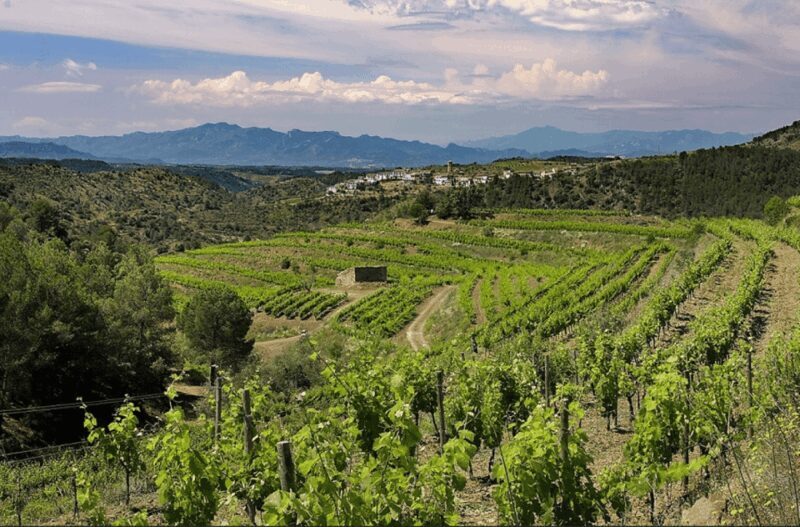 Priorat tour to 3 small wineries and hotel pick-up - Second Stop: Clos Figueras