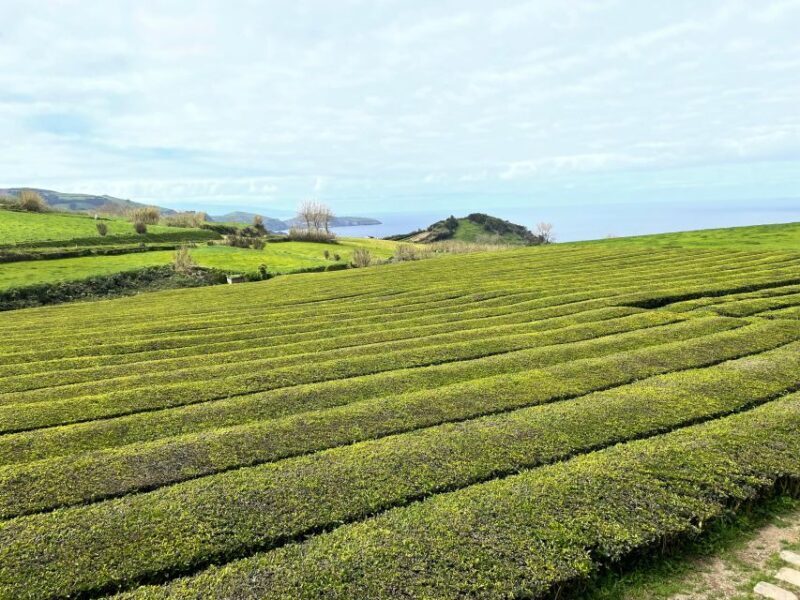 Privat van tour Furnas valley, Gorreana tea  islands gems - Authentic Feedback from Travelers