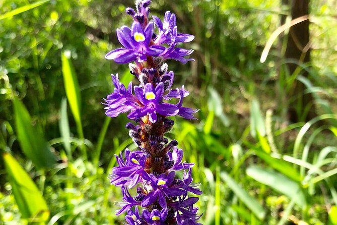 Private 1-Hour Airboat Tour of Miami Everglades - FAQs