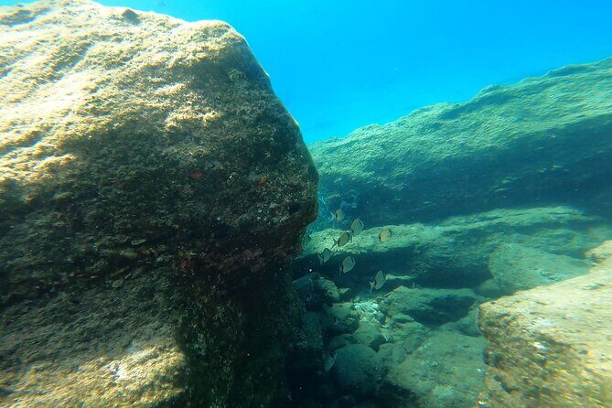 Private 1-Hour Guided Snorkeling Adventure with Go Pro Pictures - A detailed look at the snorkeling experience