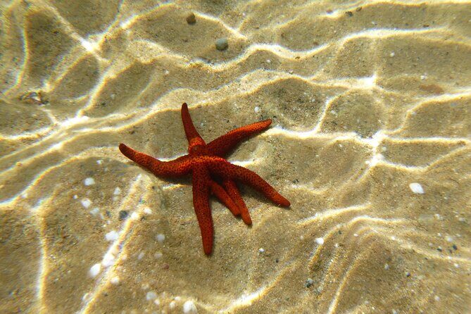 Private 1-Hour Guided Snorkeling Adventure with Go Pro Pictures - Who’s this experience best suited for?