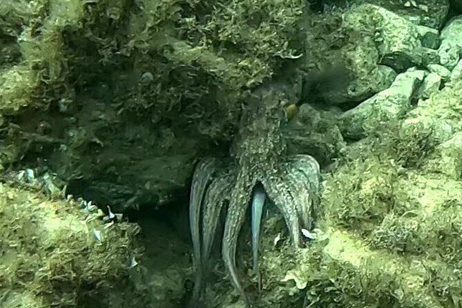 Private 1-Hour Guided Snorkeling Adventure with Go Pro Pictures - Practical details and final thoughts