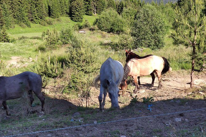 Private 2-Day Horseback Riding in Rhodope Mountains from Plovdiv - Key Points