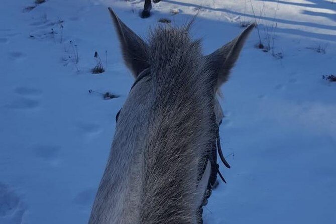 Private 2-Day Horseback Riding in Rhodope Mountains from Plovdiv - Who Is This Tour Best For?